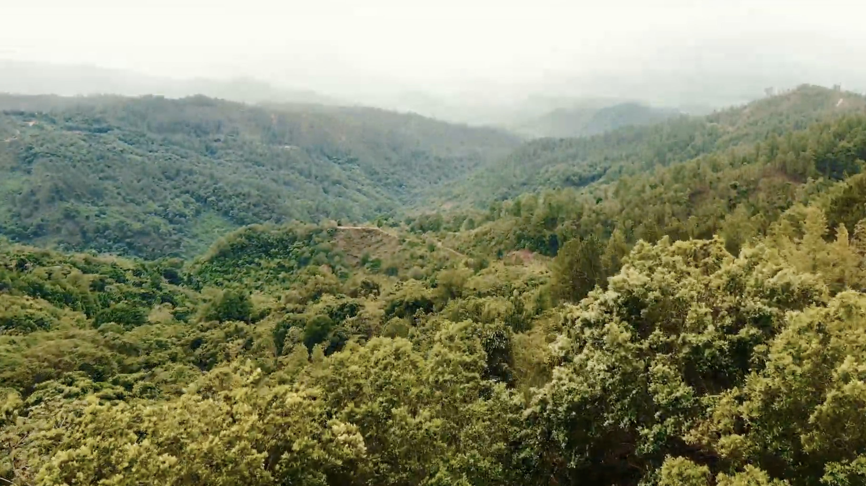 Cacao Farm